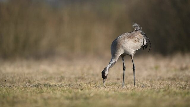 Common crane bird ( grus grus )	