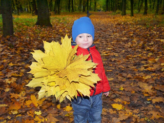 Boy with a bouquet of yellow autumn maple leaves in the park. - 395078974
