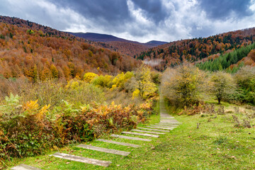 Beeches in autumn in the Irati forest, Navarra, Spain.