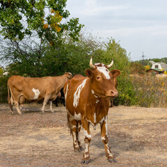 A variegated cow in the green countryside against the backdrop of a herd of cows and trees.