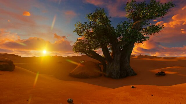 Sunset over single baobab tree
