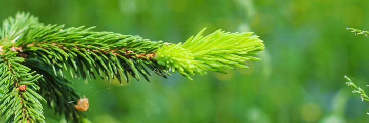 Christmas tree branches background. Christmas pine Wallpaper. Copy space. Banner.