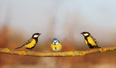 three birds titmice and lapis lazuli sit in a Sunny garden on a branch