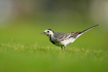 White Wagtail