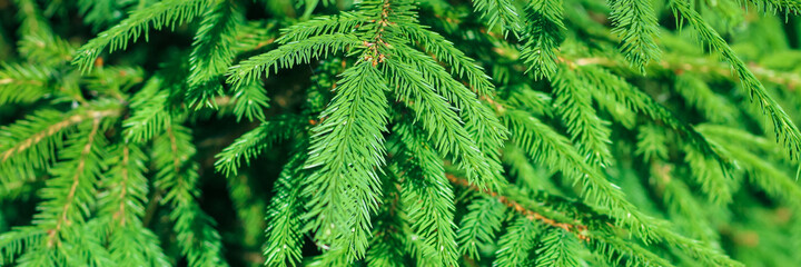 Christmas fir branches Background. Christmas pine tree wallpaper. Copy space. Banner.