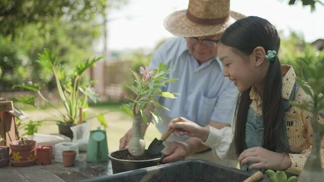 Asian grandpa with child girl planting young tree in the black soil and watering