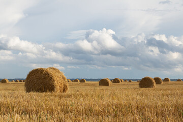 Hay rolls in the field