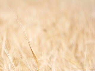 Spikelet on a blurry background