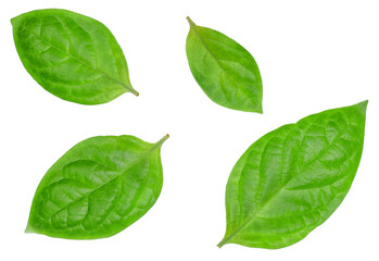 Fototapeta na wymiar Persimmon leaves isolated on white