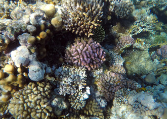 Plakat Tropical coral reef. Ecosystem and environment. Egypt. Near Sharm El Sheikh