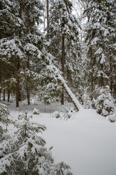 Coniferous forest in winter in the snow. Nature