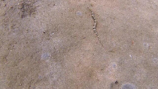 pipefish on sandy seabed