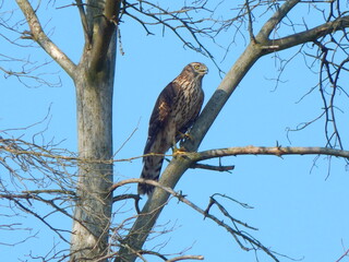 Bird (Northern Goshawk) is sitting on the branch of the  tree