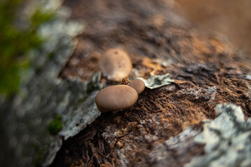 Pleurotus ostreatus edible mushroom in nature