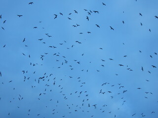 Flock of birds (gulls) in the blue sky