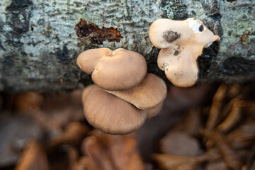 Pleurotus ostreatus edible mushroom in nature at autumn