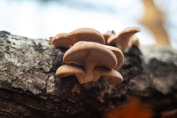 Pleurotus ostreatus edible mushroom in nature at autumn