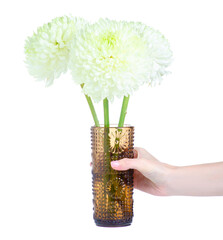 Vase with white flower dahlias in hand on white background isolation