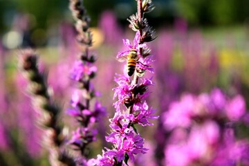 Very beautiful lavender