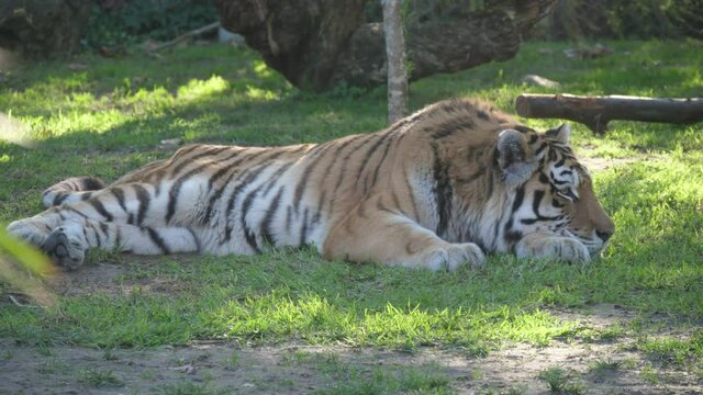 tiger in nature wildlife 4k
