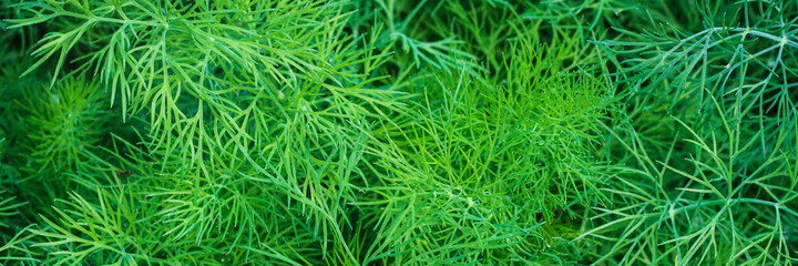 Fresh green dill. Dill texture. The view from the top. Banner. Copy space.