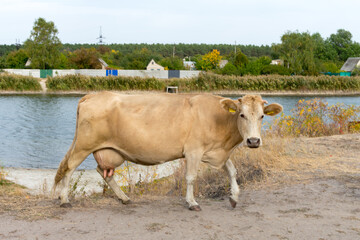 Obraz premium A brown cow in a green countryside against the backdrop of a herd of cows and trees.