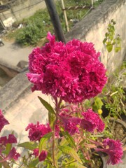 Fototapeta na wymiar Pink Velvet Celosia Flower