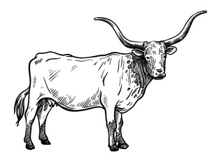 Breeding cattle. silhouette of a grazing Texas cow. vector illustration isolated on white background