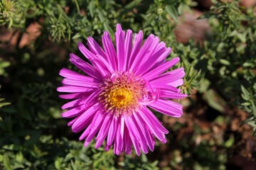 Obraz premium Beautiful flower