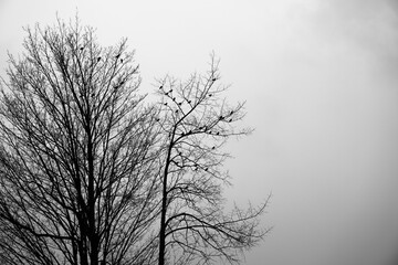 Fototapeta na wymiar tree in clouds with birds