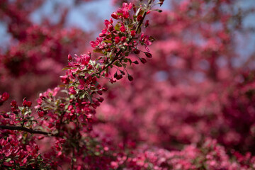 dark pink violet tree blossoms in the spring sunshine