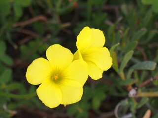 Oxalis pes-caprae, citrus among other common names, is a species of herbaceous plant of the genus Oxalis in the family Oxalidaceae