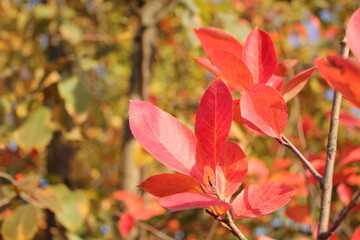 Beautiful tree foliage