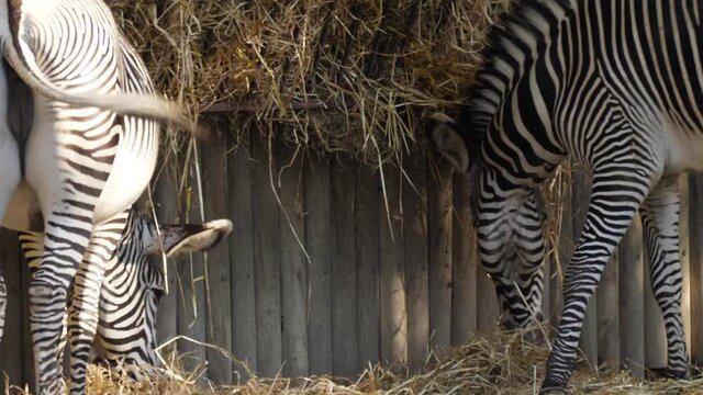 common zebra in zoo 4k