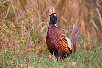 Bażant zwyczajny (Phasianus colchicus) © Tomasz