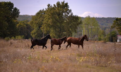 free horses running through the meadow near the forest in the middle of summer