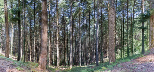 Panorama beautiful summer forest with pine trees