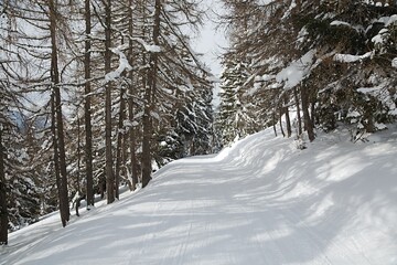 Obraz premium Snowy trees on a winter mountain snowcovered landscape, cloudy weather
