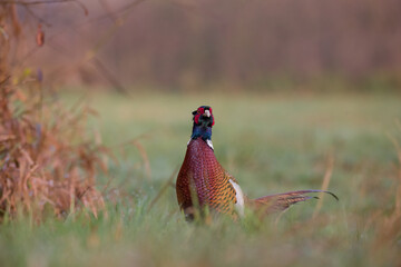 Bażant zwyczajny (Phasianus colchicus)