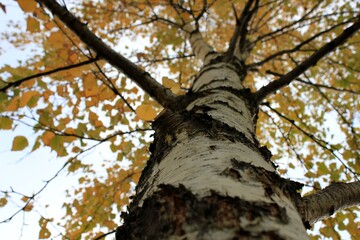 Fototapeta premium Tree in the forest bottom view