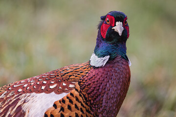Bażant zwyczajny (Phasianus colchicus) © Tomasz