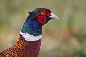 Bażant zwyczajny (Phasianus colchicus)