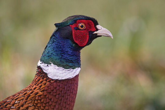 Wildbret Bilder – Durchsuchen 5,771 Archivfotos, Vektorgrafiken und ...