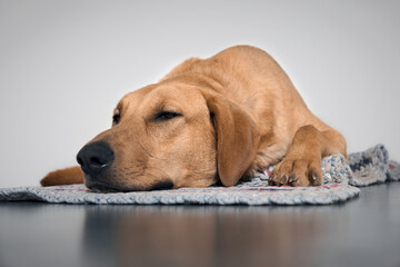 portrait of a tired labrador retriever lying on a rug, shot from floor level