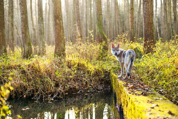 Młody pies w jesiennym lesie - obrazy, fototapety, plakaty