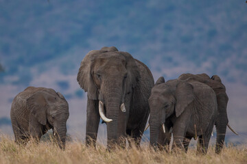 Fototapeta na wymiar Elephants 