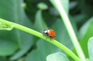 Lady bug