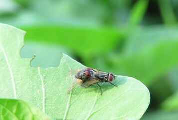 Flys