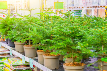 Fir tree in pots on sale on the eve of the holiday in the store's greenhouse.