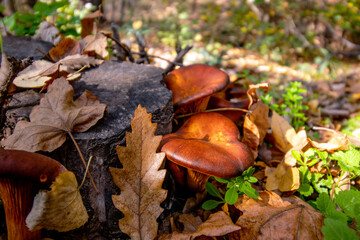 Fallen forest leaves and a family of golden brown mushrooms growing near a tree stump. Autumn colors.  Close up.